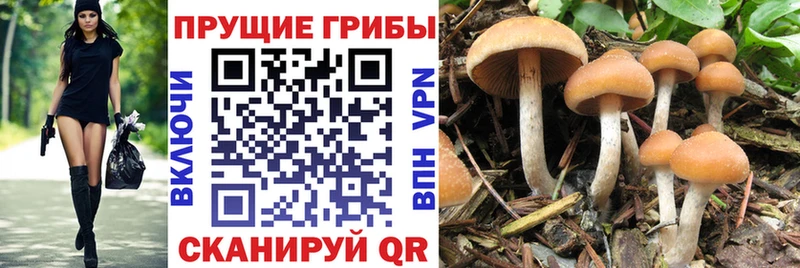 купить наркотик  Верхняя Салда  Псилоцибиновые грибы GOLDEN TEACHER 
